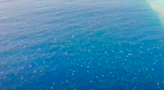 turtles drone great barrier reef