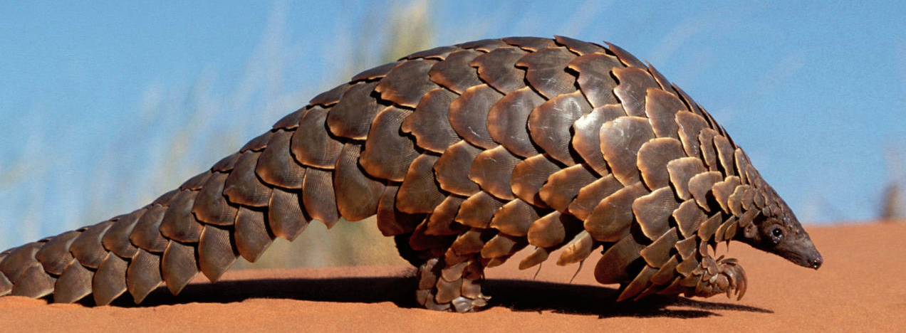 Eating Pangolin Meat in China for Health and Sexual ...