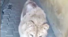 simba lion cub abused in russia