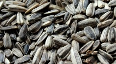woman drowns in sunflower seeds