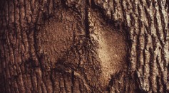 tree scars in Australian Aboriginal history 