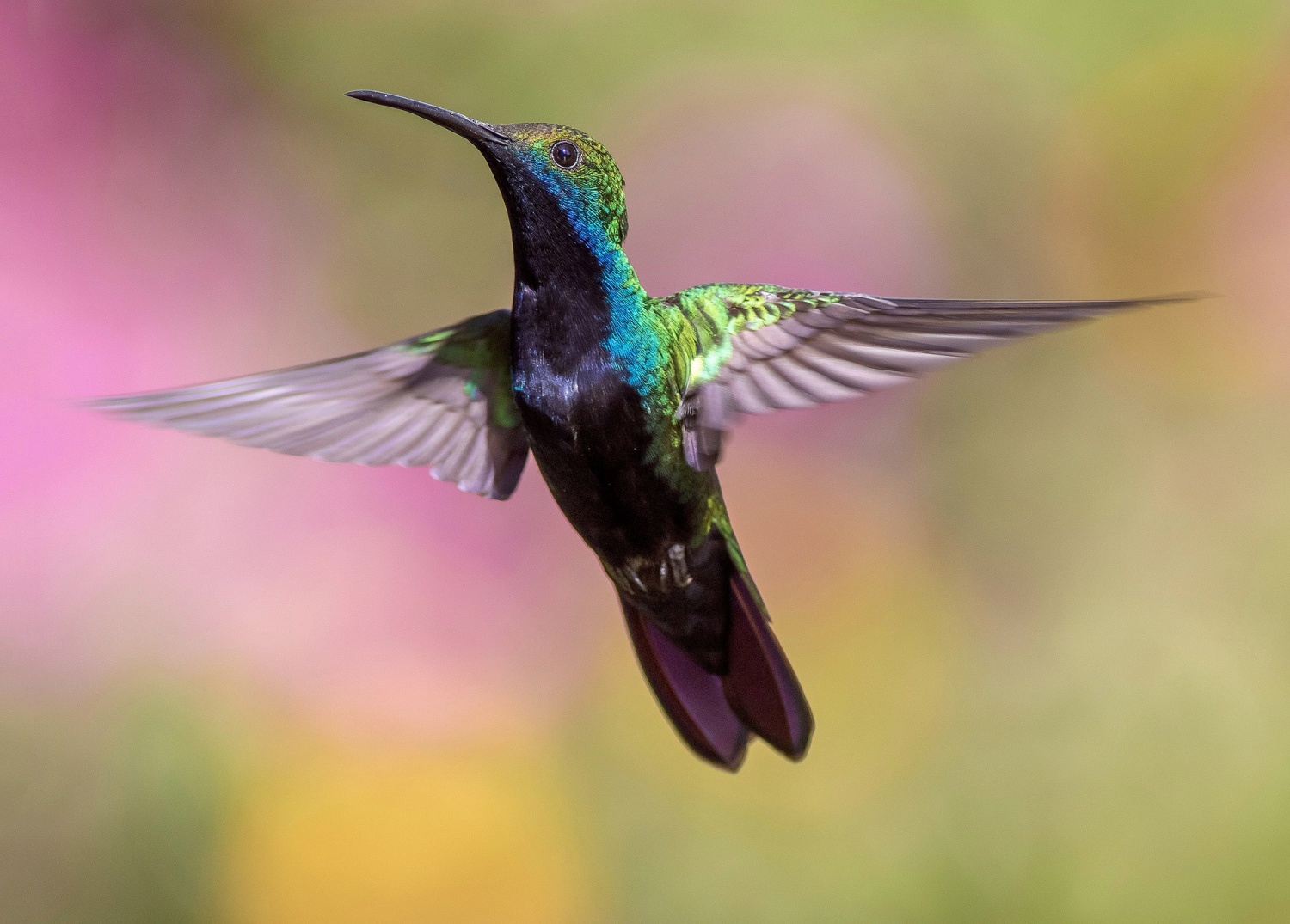 Hummingbirds Can See More Colors With Greater Spectrum Than Human Eye