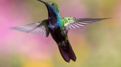 Humans are Color-Blind Compared to Hummingbirds: Here's Why