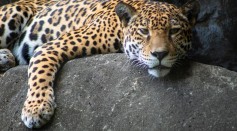 jaguar poaching claws bones turned into medicinal paste for Chinese consumers