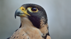 Peregrine Eggs Were Stolen From Peak District - Could This be Linked to the Falcon Black Market?