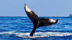 whale boat noise disturbance