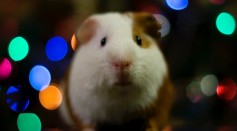 guinea pigs adaptability hormone system