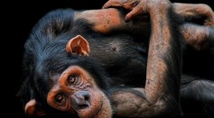 chimpanzee lip-smacking human speech evolution