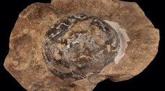 soft shelled dinosaur egg fossil from Argentina