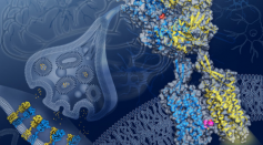 Scientists Discover a Brain Protein Structure for New Drug Developments