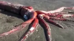 giant squid onshore South Africa