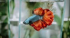 betta fighting fish synchronized movements and genes