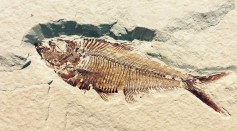 fish fossil 