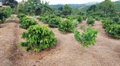 Robusta Farm (IMAGE)