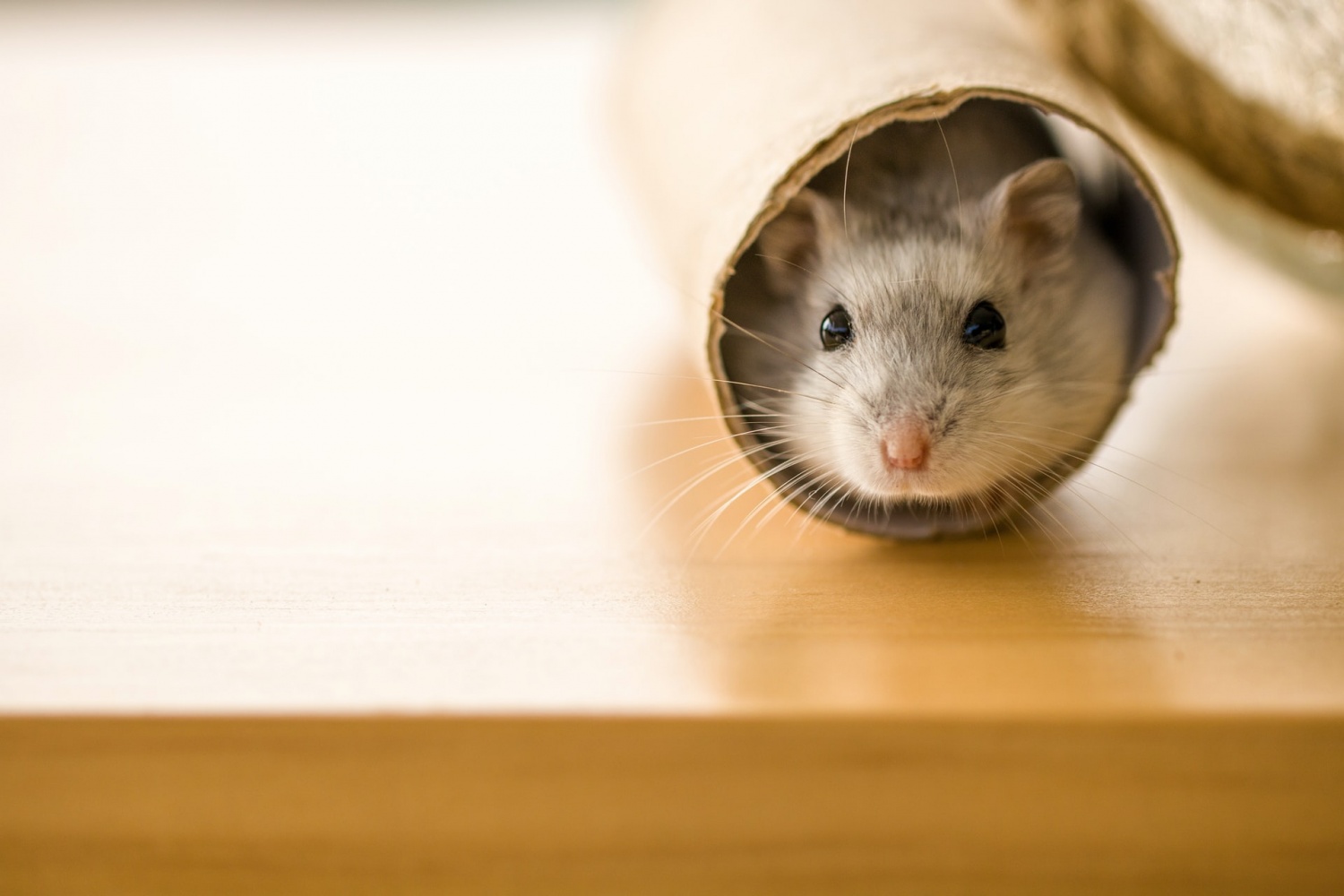 Hamsters Protected From COVID19 With Convalescent Serum; Develops