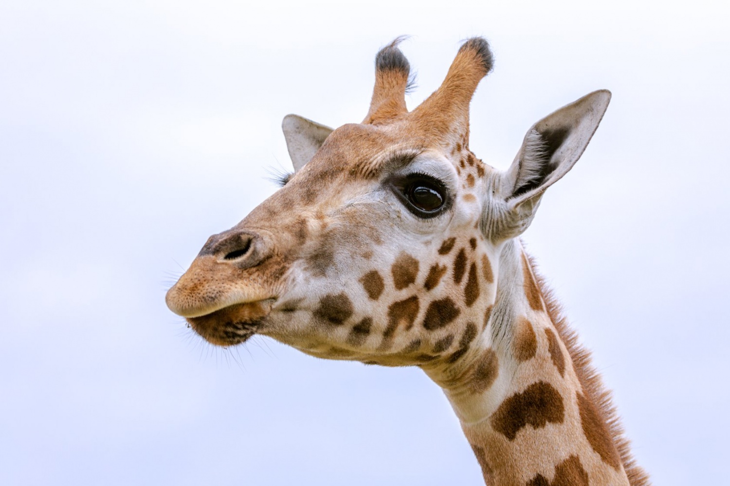 Three-Year-Old Female Giraffe, Gigi, Dies Two Weeks After Settling Into ...