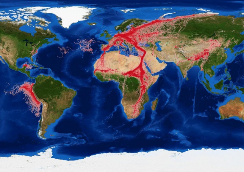 Movebank data worldmap.