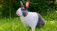 rabbit hemorrhagic disease