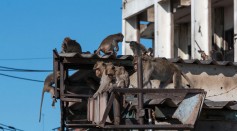 6,000 Macaques Have Taken Over A Thai City