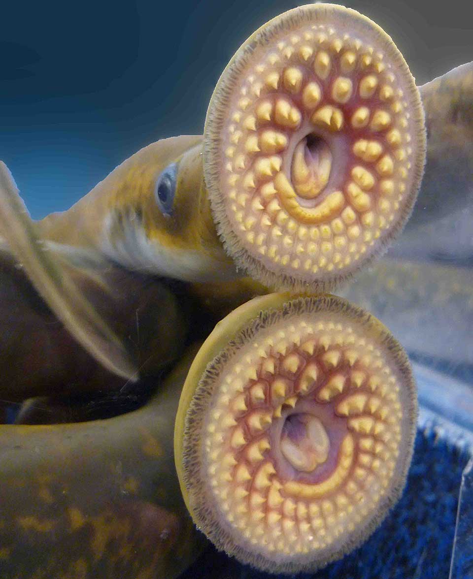 Vampire Fish Will Be Sing In The, Are Lamprey Fish Dangerous