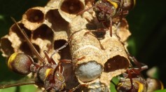 Eavesdropping Wasps Assess Potential Rival's AbilitiesTo See If They Can Compete, New Study Reveals