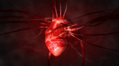 COVID-19 Pathogens Attack Heart Cells in a Lab Experiment