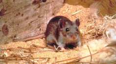 Hantavirus has Been Detected in Rodents in the San Diego County
