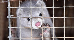 600,000 Minks Have Died of Coronavirus in the Netherlands, Possibly Ending the Pelt Industry 