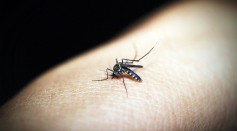 dengue fever and bubonic plague china mongolia