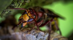 Scientists Race Against Time To Stop the spread of Asian Giant Hornets in Washington and British Columbia