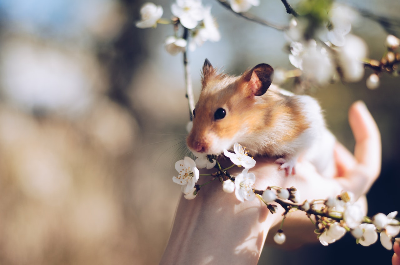 Is Coronavirus Airborne? Hamsters on a Plane Can Prove The Theory