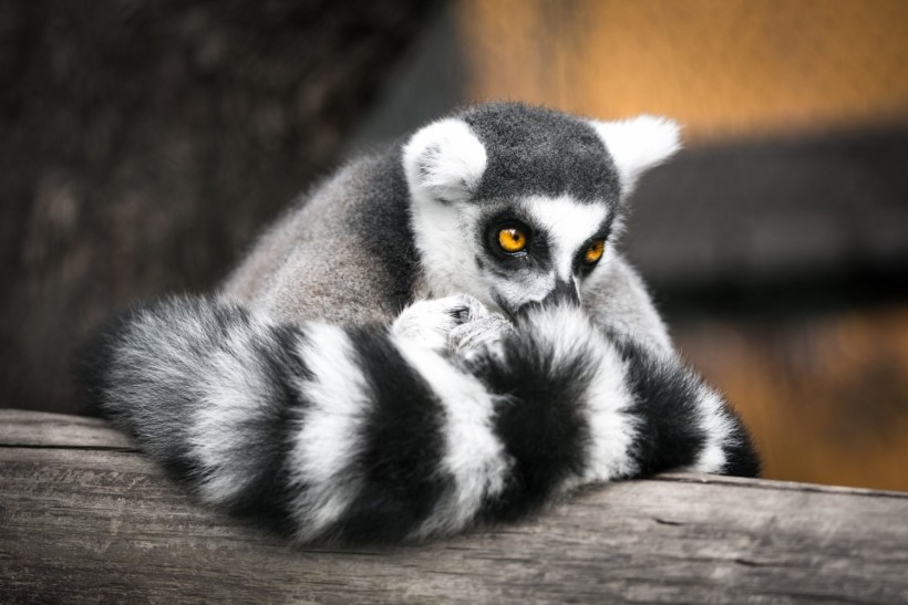 lemur species are near extinction