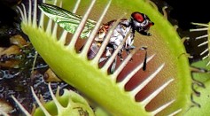 Study Reveals A New Trigger In Trapping Mechanisms of Venus Flytraps