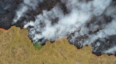 Brazilian Amazon Deforestation Increases To 25%, Official Data Showed
