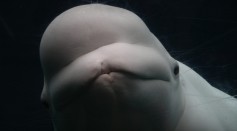 beluga whales social networks study