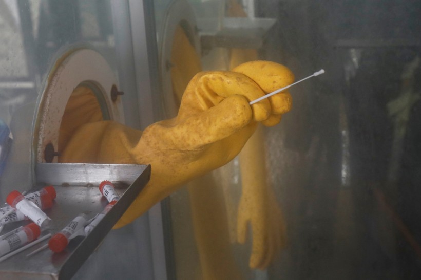 [PHOTOS] Gorilla in Miami Zoo Gets Coronavirus Nasal Swab Test