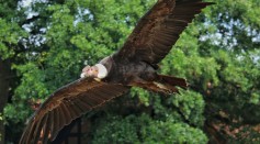 Andean Condors Can Fly For Up to 100 Miles Without Flapping Its Wings Taking Advantage of the Air Currents