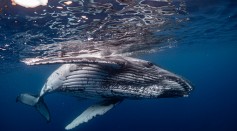 How Does a 33-Foot Humpback Whale Drown?