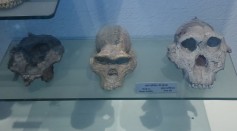 Homo Habilis