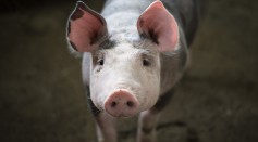 Are Pigs Replacing Dogs As Man's Best Friend? Study Shows They Are More Likely To Solve Problems On Their Own