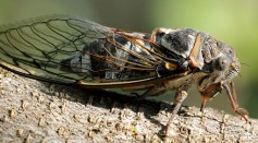 A Natural Water Repellent Nanostructure is Found on Insects
