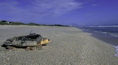 Loggerhead Sea Turtle