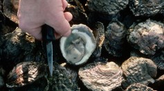Fortified Shellfish May Reduce Vitamin Deficiency Around the World