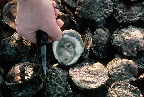 Fortified Shellfish May Reduce Vitamin Deficiency Around the World
