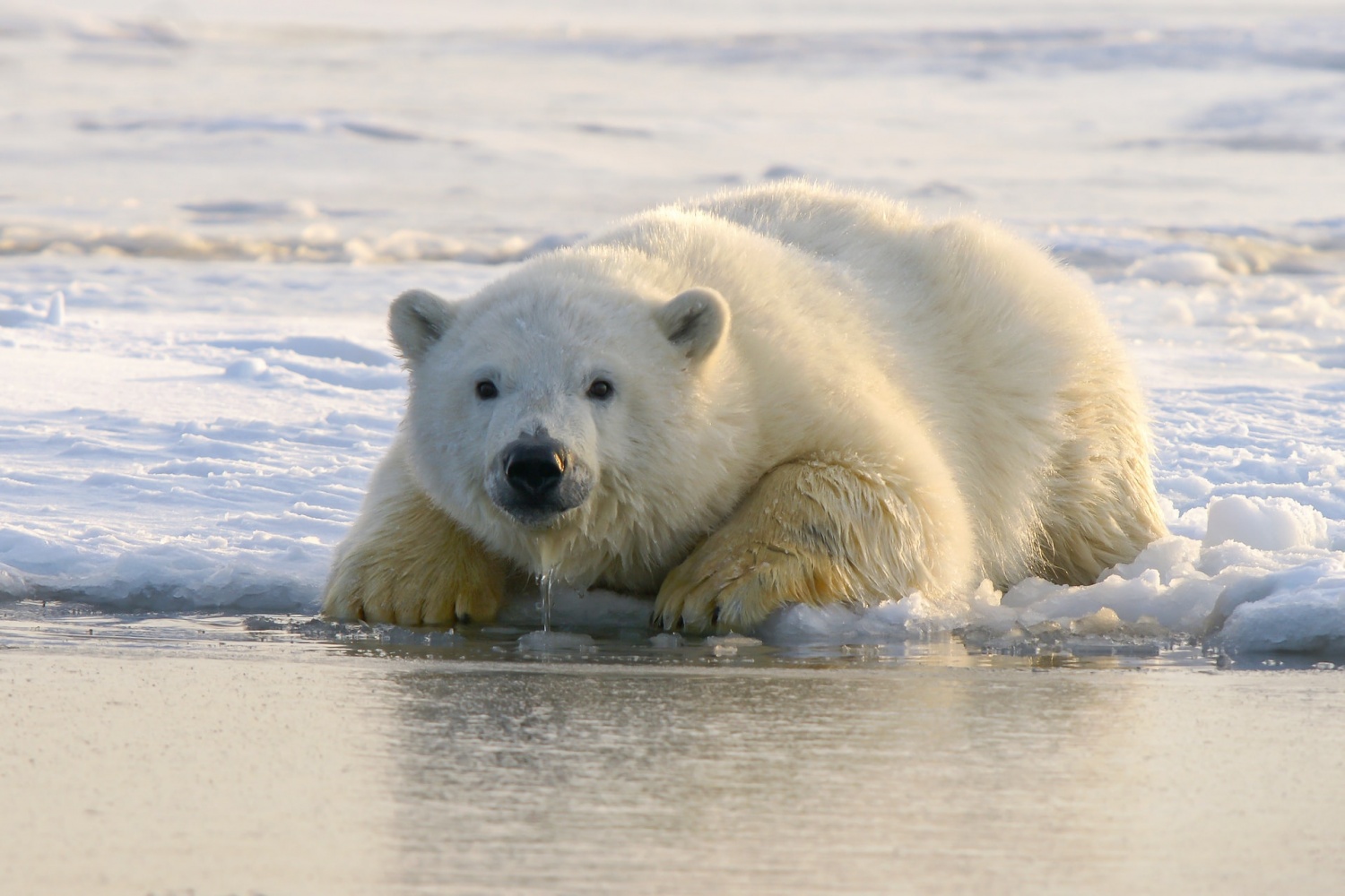 Polar Bears Could Be Extinct by 2100, Climate Change to Blame Science