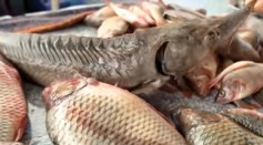 Scientists in Hungary Accidentally Bred A New Hybrid of Fish