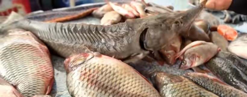 Scientists in Hungary Accidentally Bred A New Hybrid of Fish