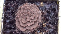 Stingless Bees Creates Spiral Beehives Similar to the Formation of Crystals