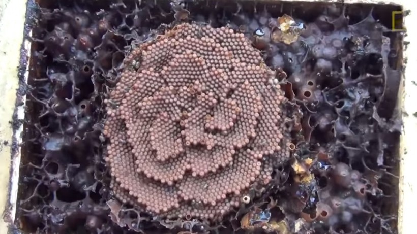 Stingless Bees Creates Spiral Beehives Similar to the Formation of Crystals