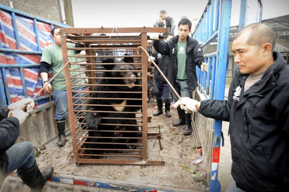 Moon Bear Bile for Traditional Medicine - Campaigners Fight for Their Freedom